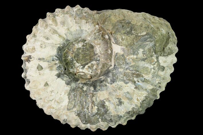 Bumpy Ammonite (Douvilleiceras) Fossil - Madagascar #160369